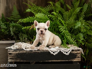 French Bulldog dogs Reba - Ad 12
