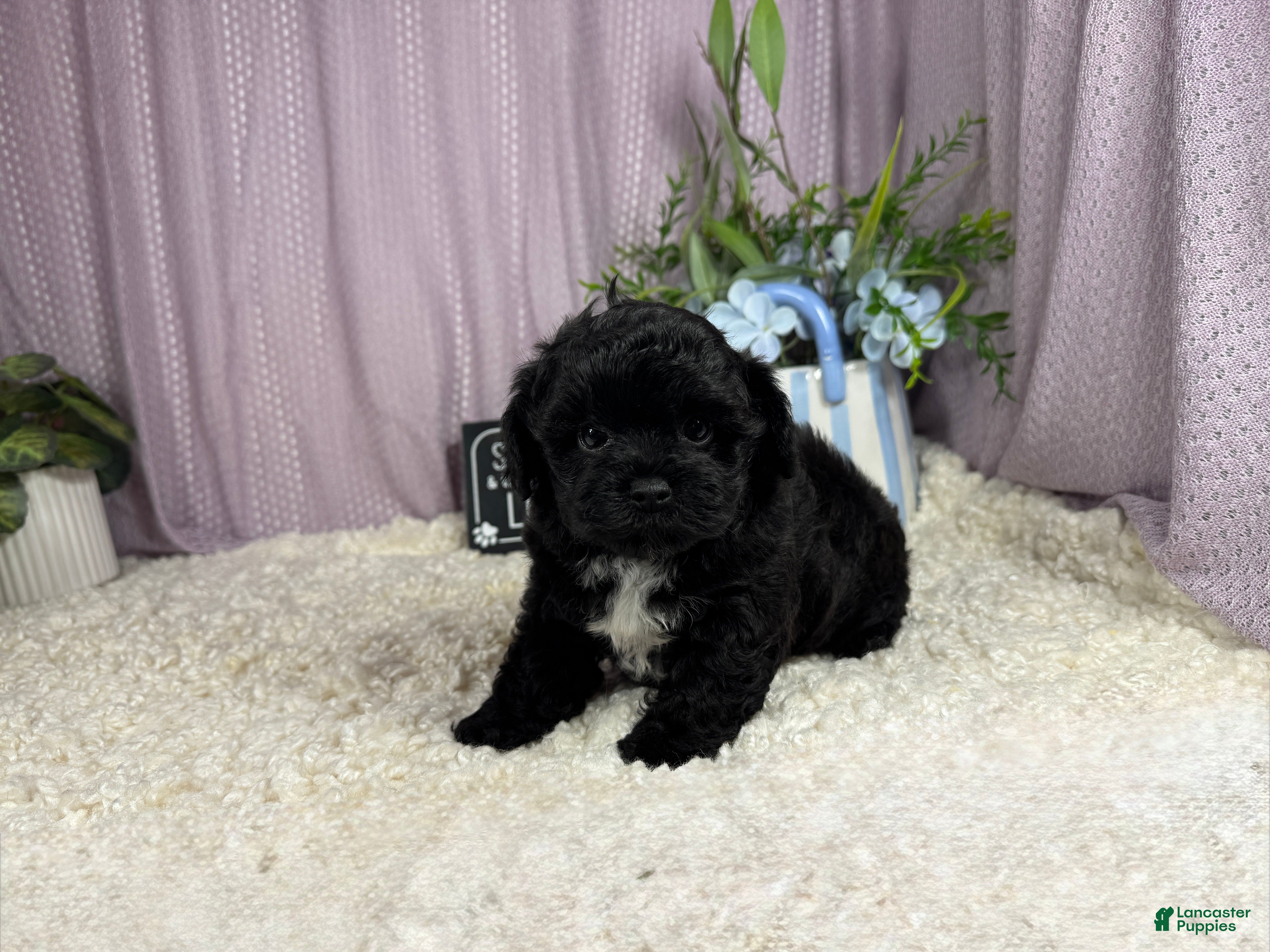 Shihpoo dogs Shihpoo 1 - Ad 9