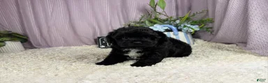 Shihpoo 1