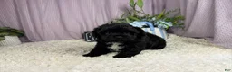Shihpoo dogs for sale: Shihpoo 1 - Ad 1