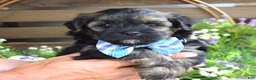 Morkie dogs for sale: Felix - Ad 4