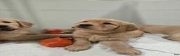 Golden Retriever dogs for sale: Golden Retriever Puppy 1 - Ad 2