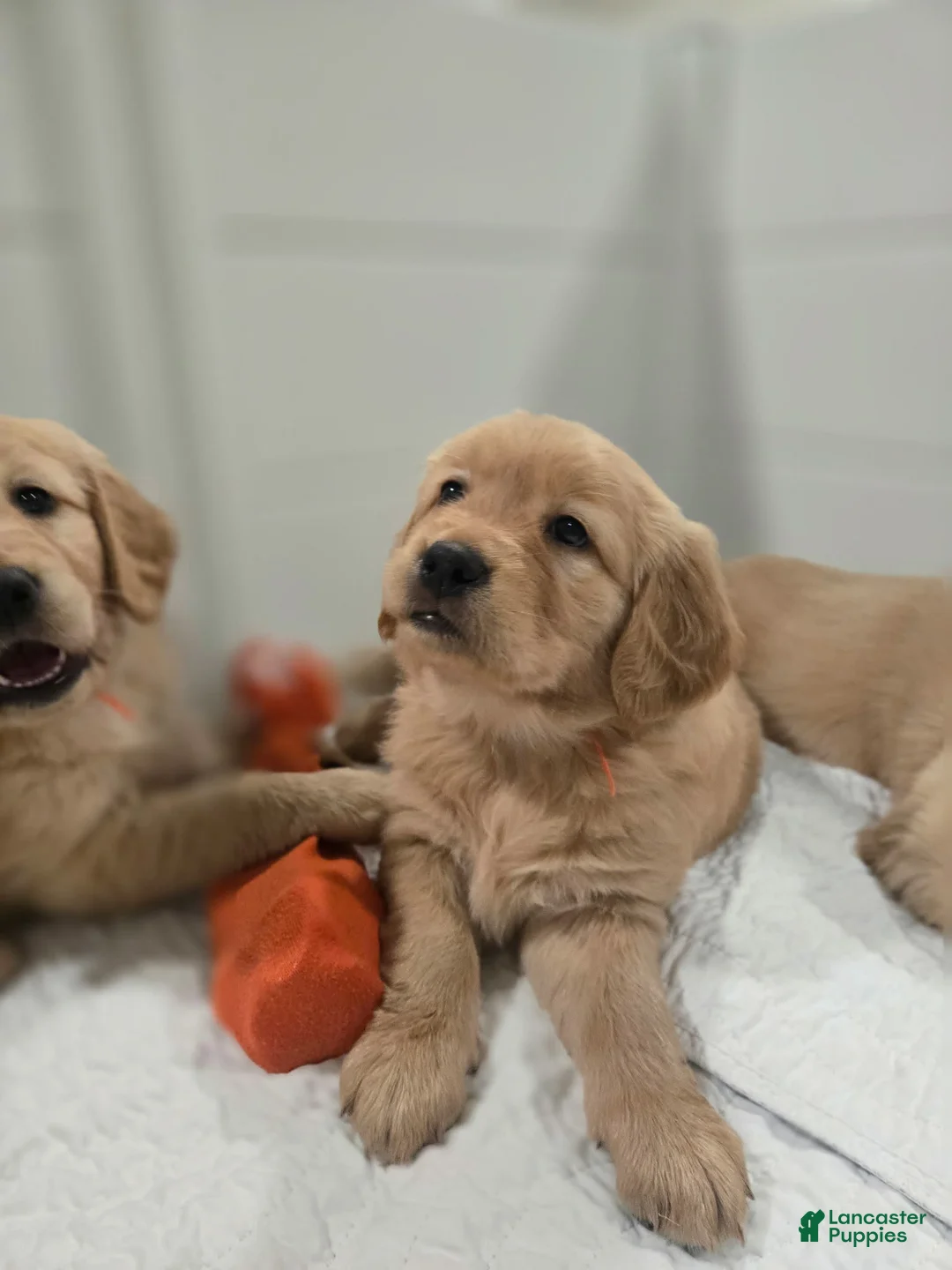 Golden Retriever dogs for sale: Golden Retriever Puppy 1 - Ad 2