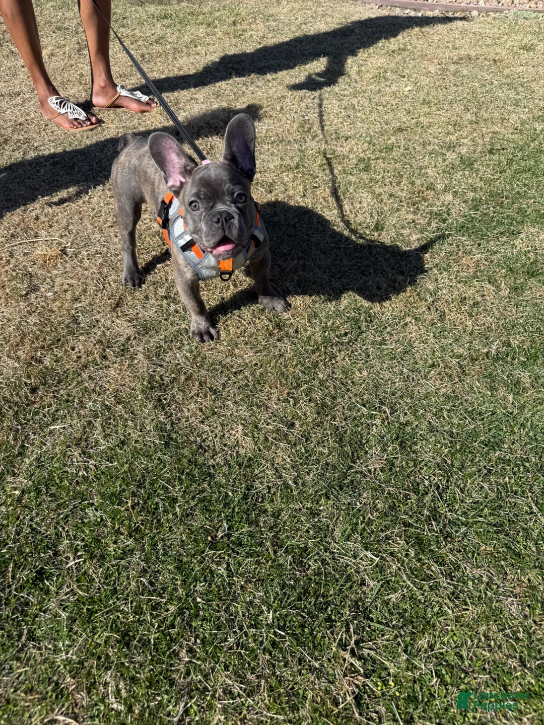 French Bulldog dogs for sale: French Bulldog Puppy 1 - Ad 2