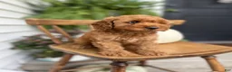Cockapoo dogs for sale: Macy - Ad 6