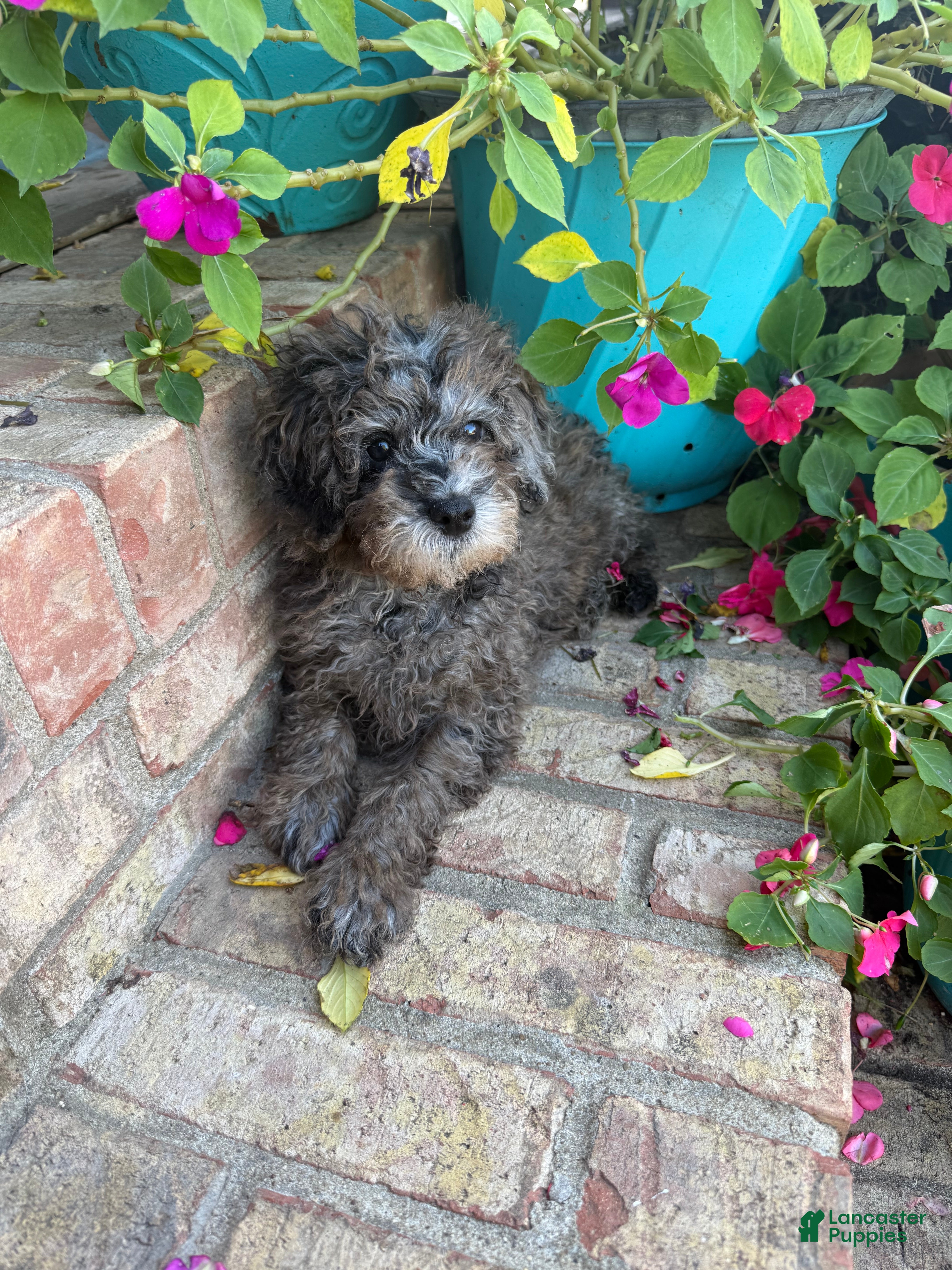 Mini Aussiedoodle dogs for sale: Moose - Ad 12