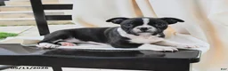 Boston Terrier dogs for sale: Ruthie - Ad 3