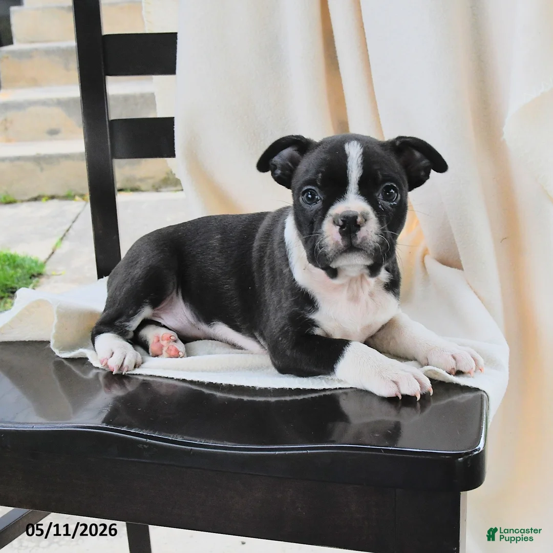 Boston Terrier dogs for sale: Ruthie - Ad 3
