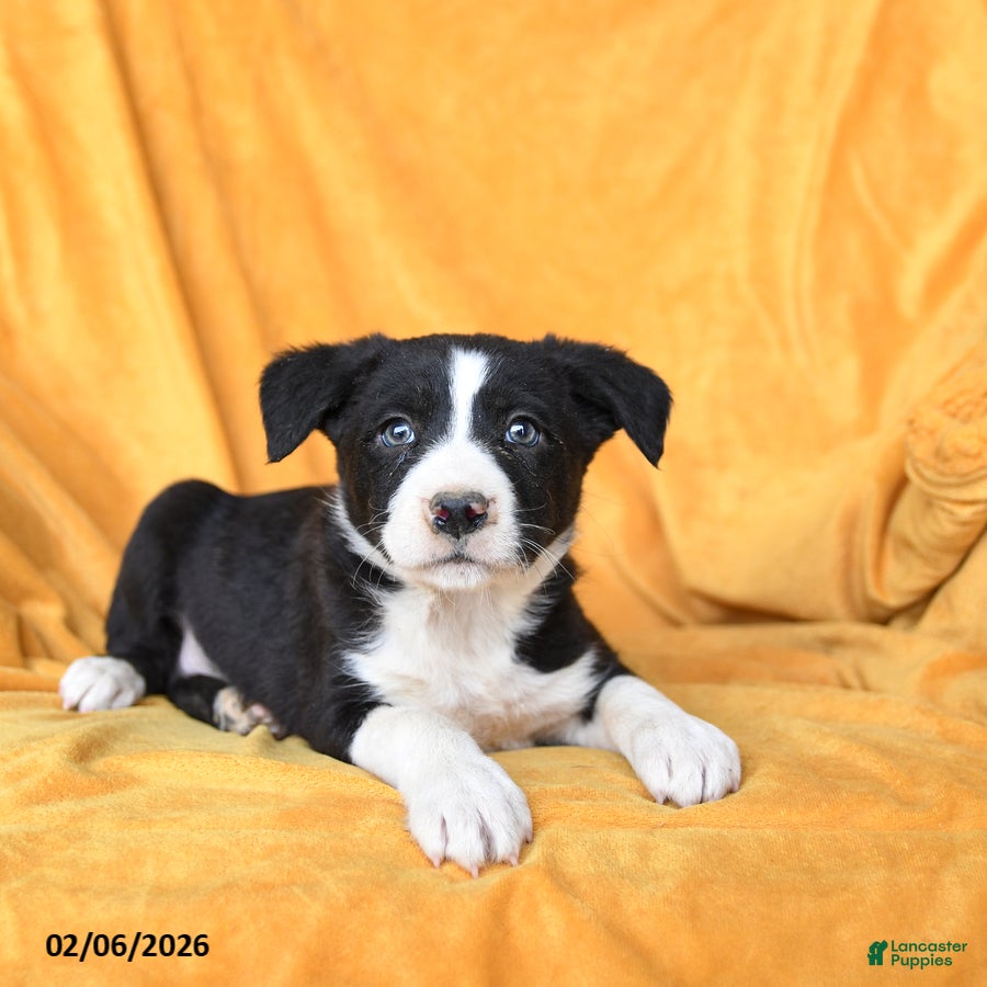 Border Collie dogs Whip Cream - Ad 2