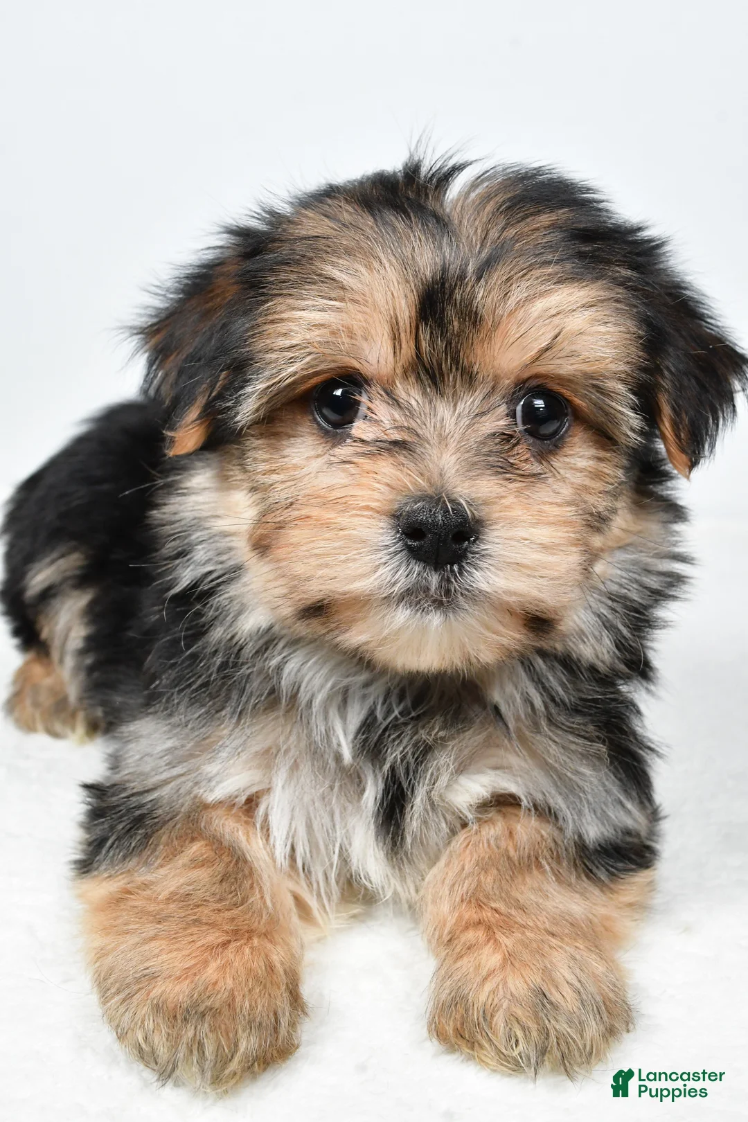 Morkie dogs for sale: Roxy - Ad 4