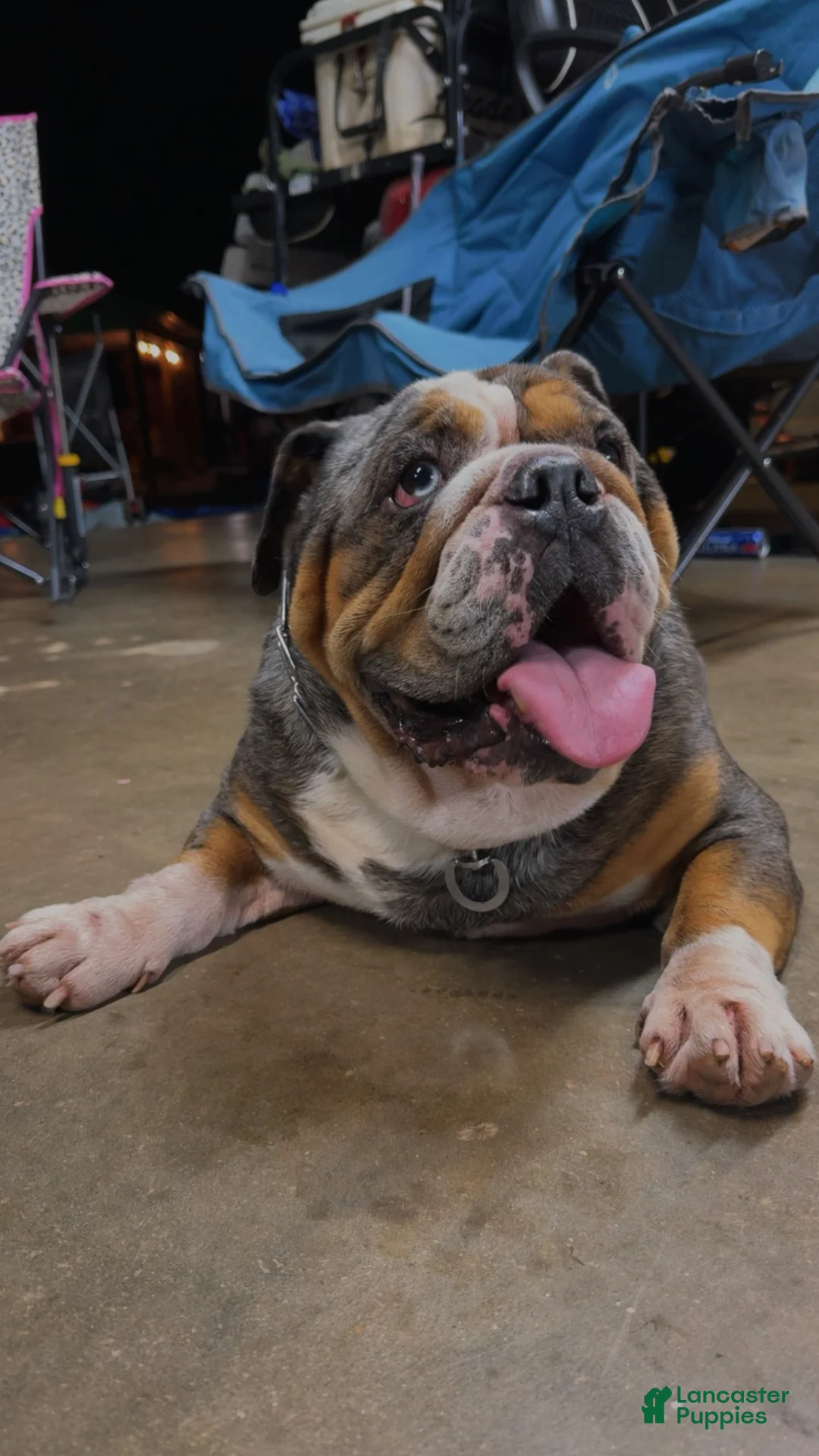English Bulldog dogs for sale: English Bulldog 1 - Ad 3