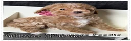 Miniature Poodle dogs for sale: Prince - Ad 6