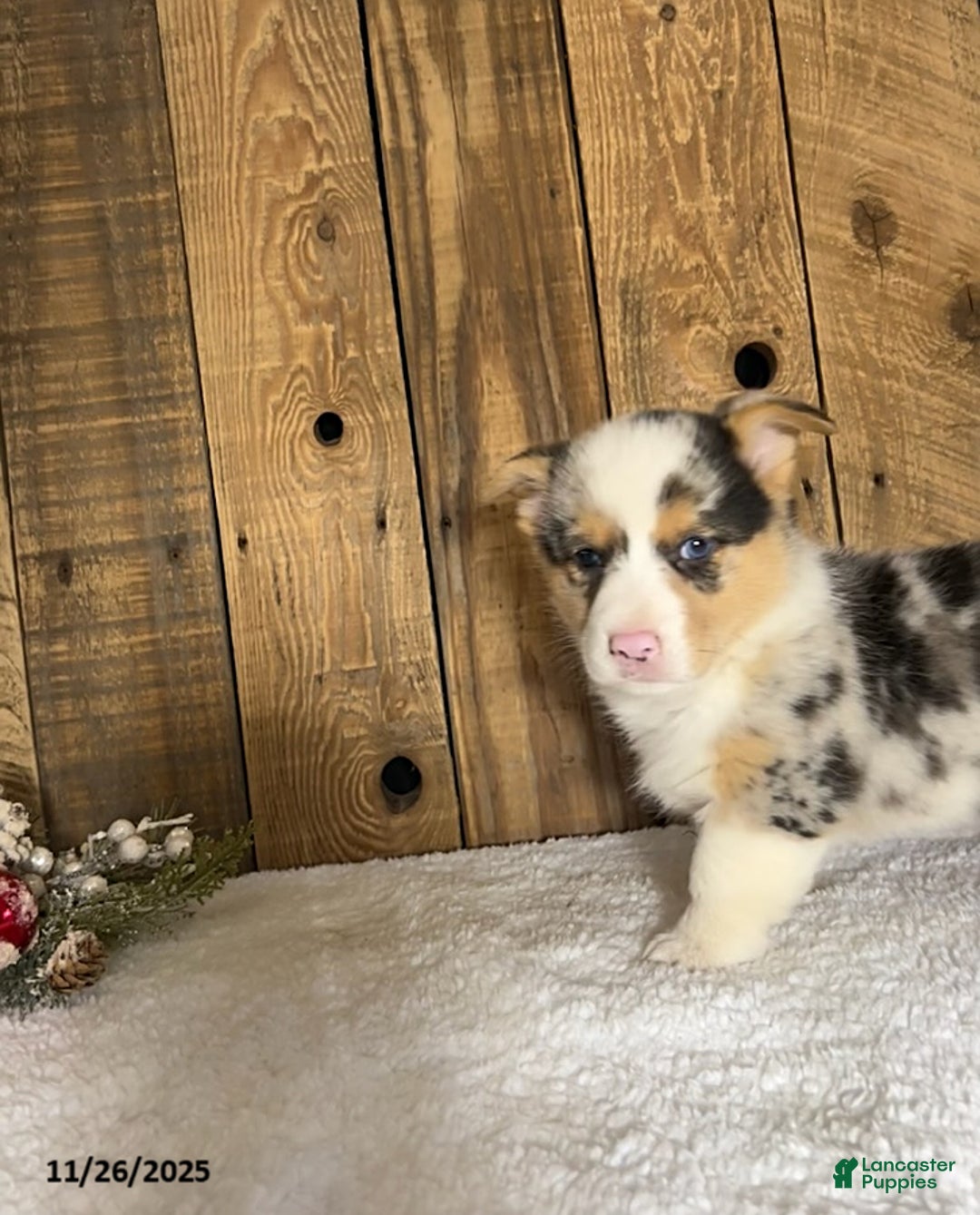 Welsh Corgi Pembroke dogs for sale: Rusty - Ad 1