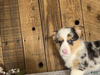 Welsh Corgi Pembroke dogs Rusty - Ad 4