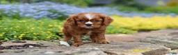 Cavalier King Charles Spaniel dogs for sale: Mr. Bentley - Ad 11
