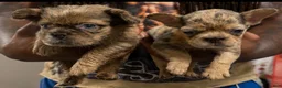 French Bulldog dogs for sale: Max - Ad 4
