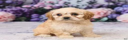 Cavachon dogs for sale: Abby - Ad 3
