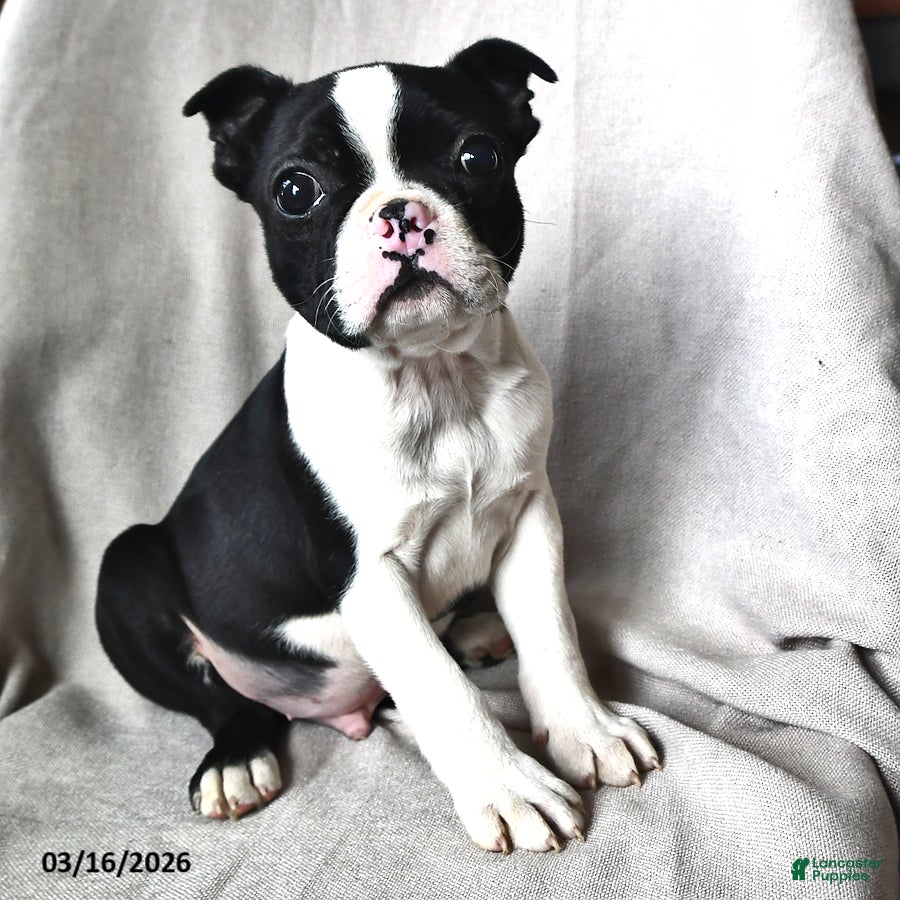 Boston Terrier dogs Pepper - Ad 2