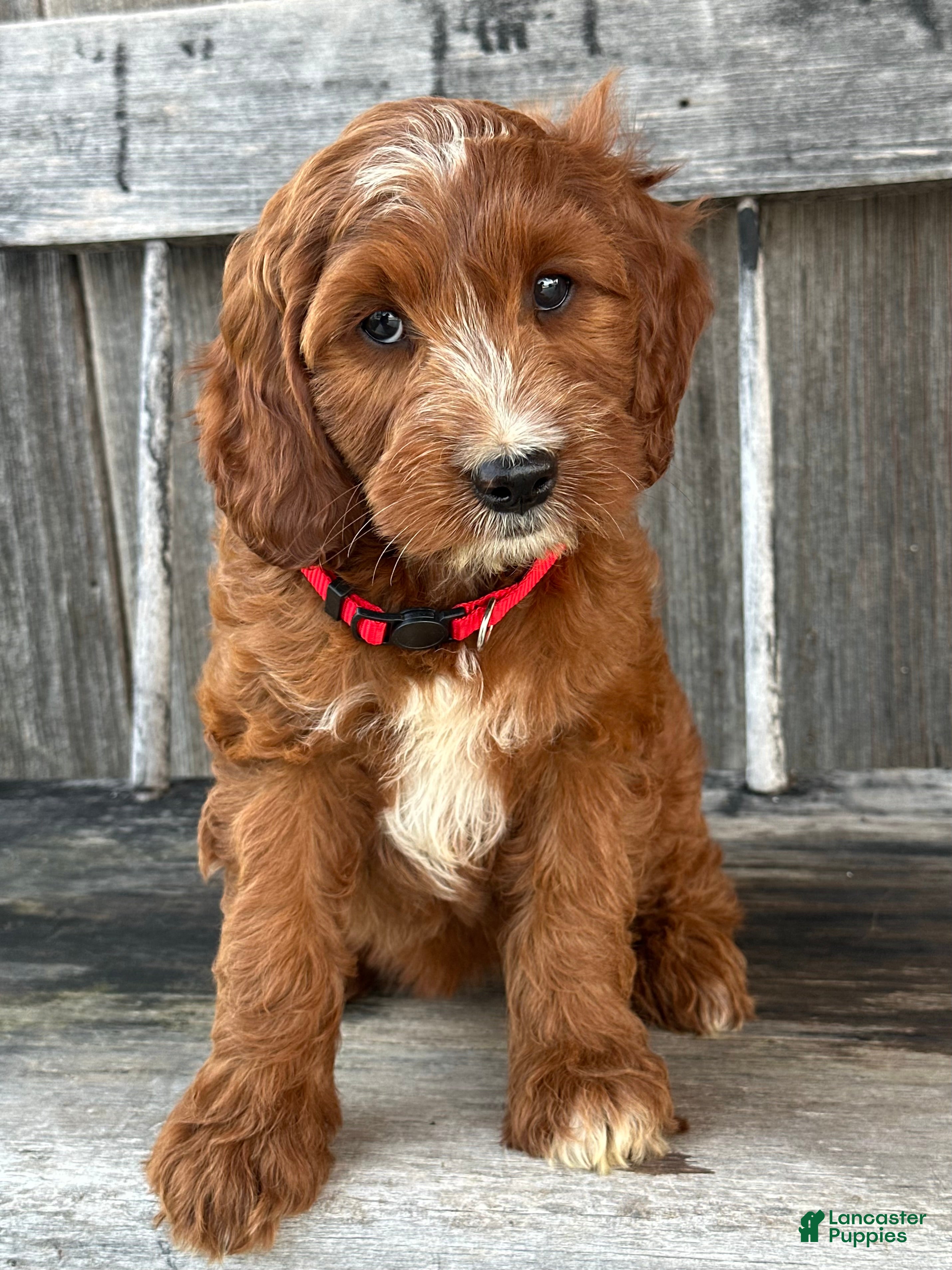 Irish Doodle dogs Hazel - Ad 1