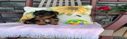 Yorkiepoo dogs for sale: Banjo - Ad 13