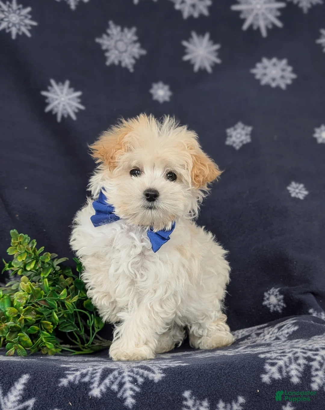 Maltipoo dogs for sale: Brock 7 lbs Full Grown - Ad 4