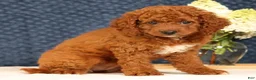 Cavapoo dogs for sale: Gloria - Ad 8