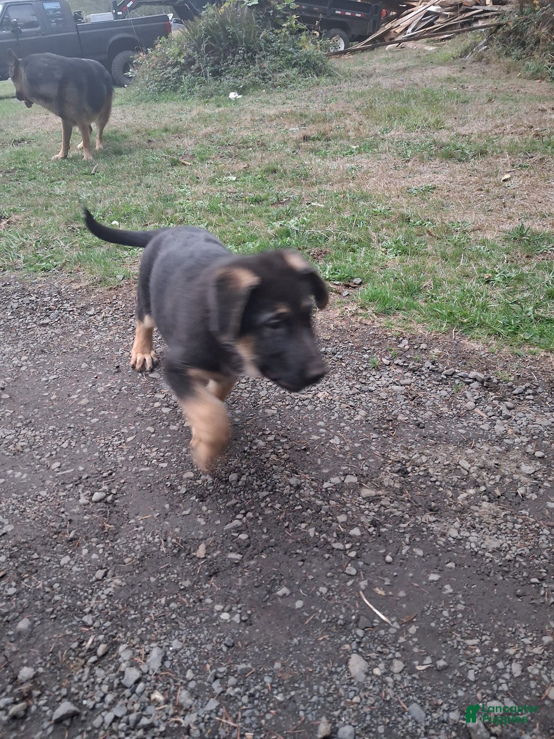 German Shepherd dogs for sale: German Shepherd Puppy 5 - Ad 4