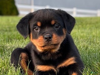 Rottweiler dogs - Ad 6