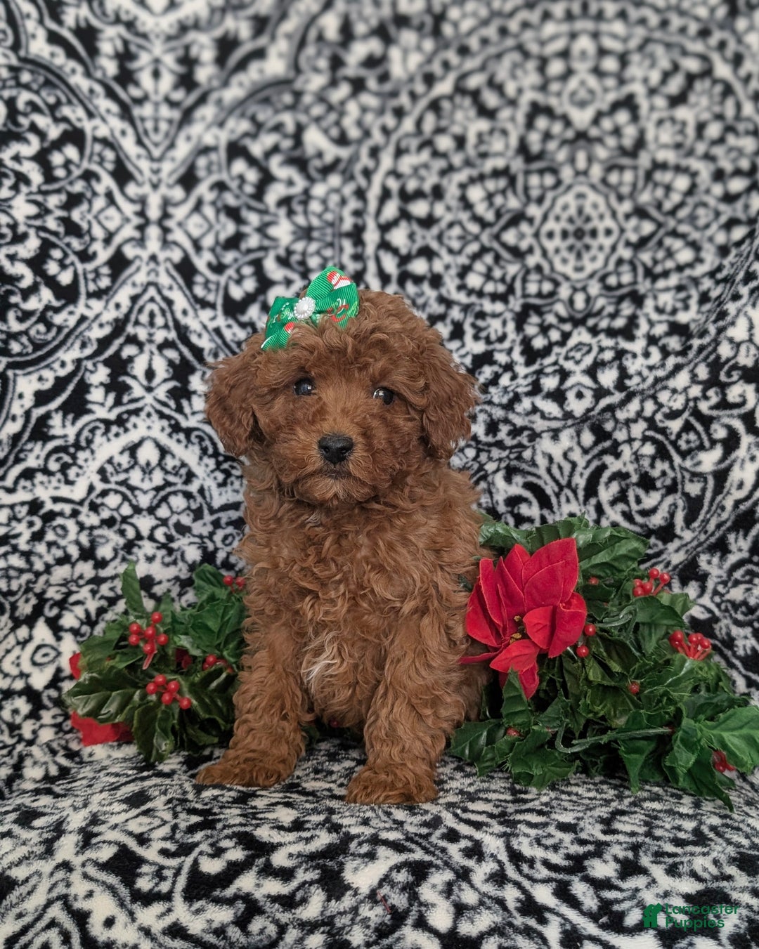 Miniature Poodle dogs for sale: Celeste Ready for Christmas - Ad 4