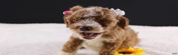 Mini Goldendoodle dogs for sale: Paislee - Ad 13