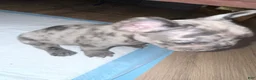 French Bulldog dogs for sale: French Bulldog 1 - Ad 7