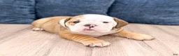 English Bulldog dogs for sale: Rubble - Ad 2