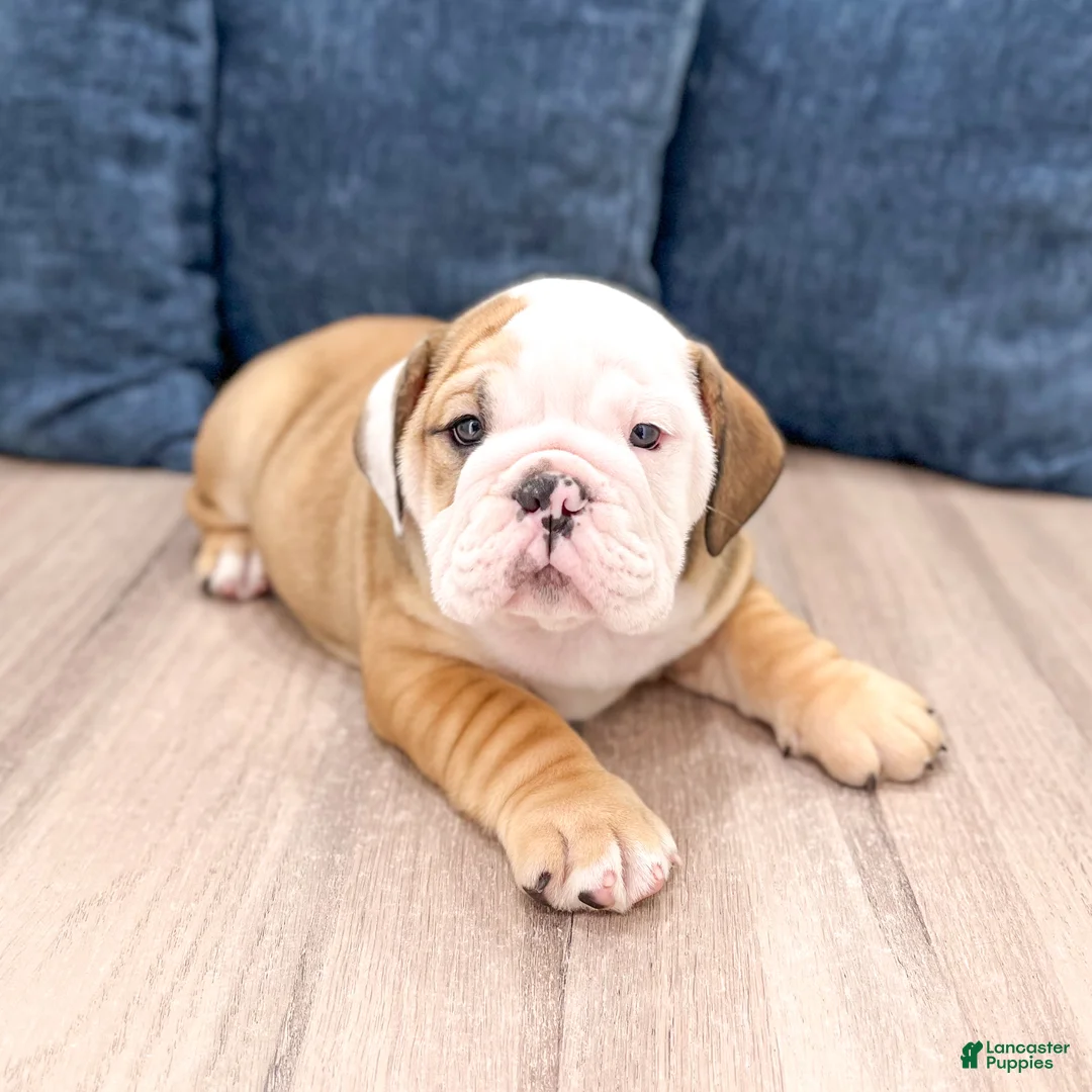 English Bulldog dogs for sale: Rubble - Ad 2