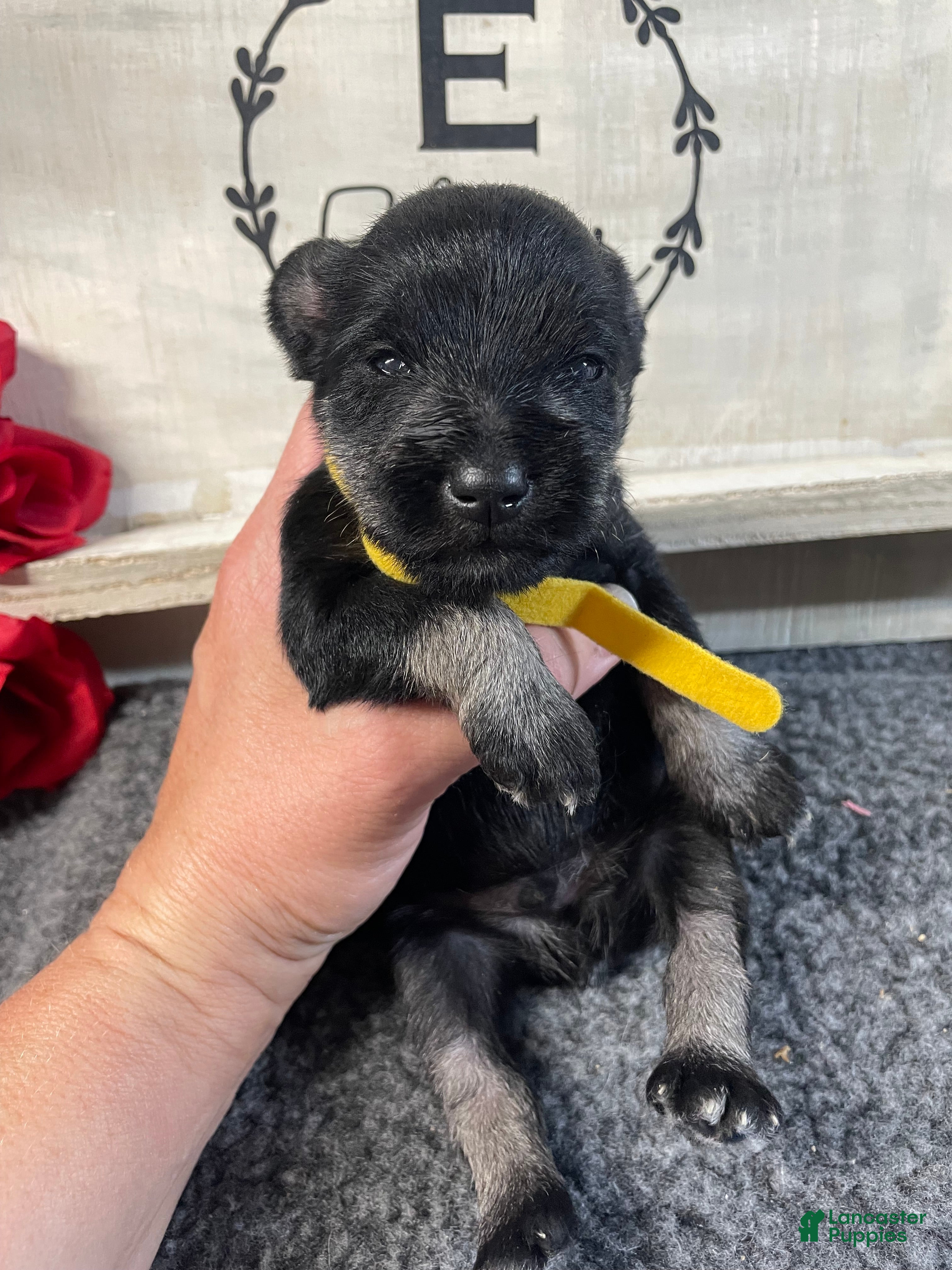 Miniature Schnauzer dogs Miniature Schnauzer Puppy 1 - Ad 11