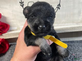 Miniature Schnauzer dogs Miniature Schnauzer Puppy 1 - Ad 25