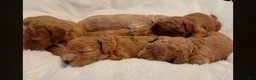 Double Doodle dogs for sale: Name: To be Decided - Ad 7