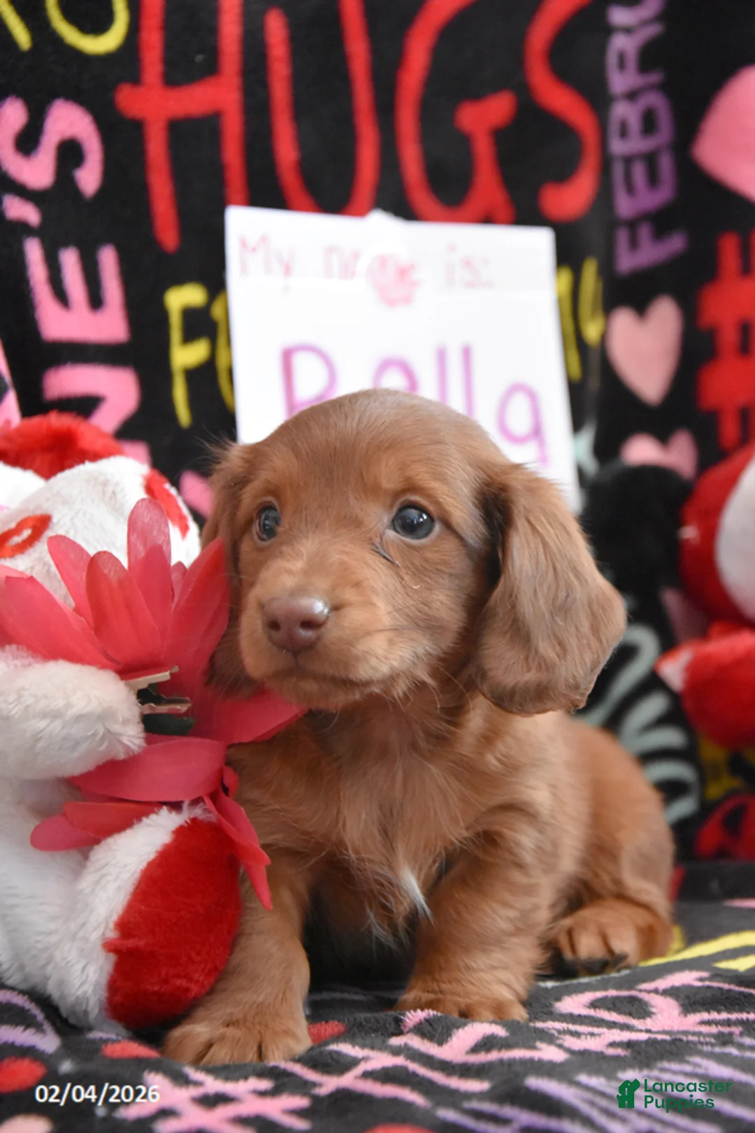 Miniature Dachshund dogs for sale: Bella - Ad 2