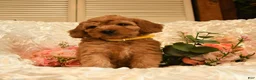 Mini Goldendoodle dogs for sale: Gunner - Ad 5
