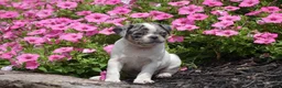 Jug dogs for sale: Dolan - Ad 1