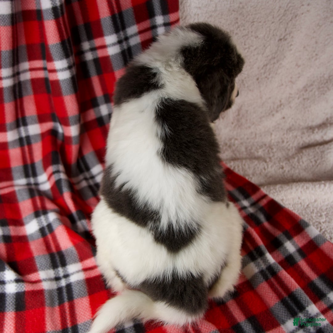 Newfoundland dogs for sale: Faith - Ad 7