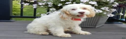 Cockapoo dogs for sale: Lucky - Ad 2