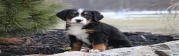 Bernese Mountain Dog dogs for sale: Bernese Mountain Dog Puppy 9 - Ad 1