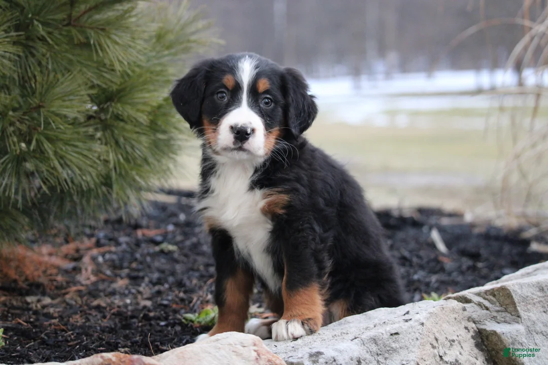Bernese Mountain Dog dogs for sale: Bernese Mountain Dog Puppy 9 - Ad 1