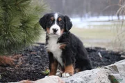 Bernese Mountain Dog Puppy 9