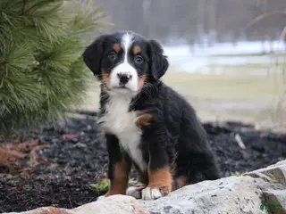 Bernese Mountain Dog dogs Bernese Mountain Dog Puppy 9 - Ad 12