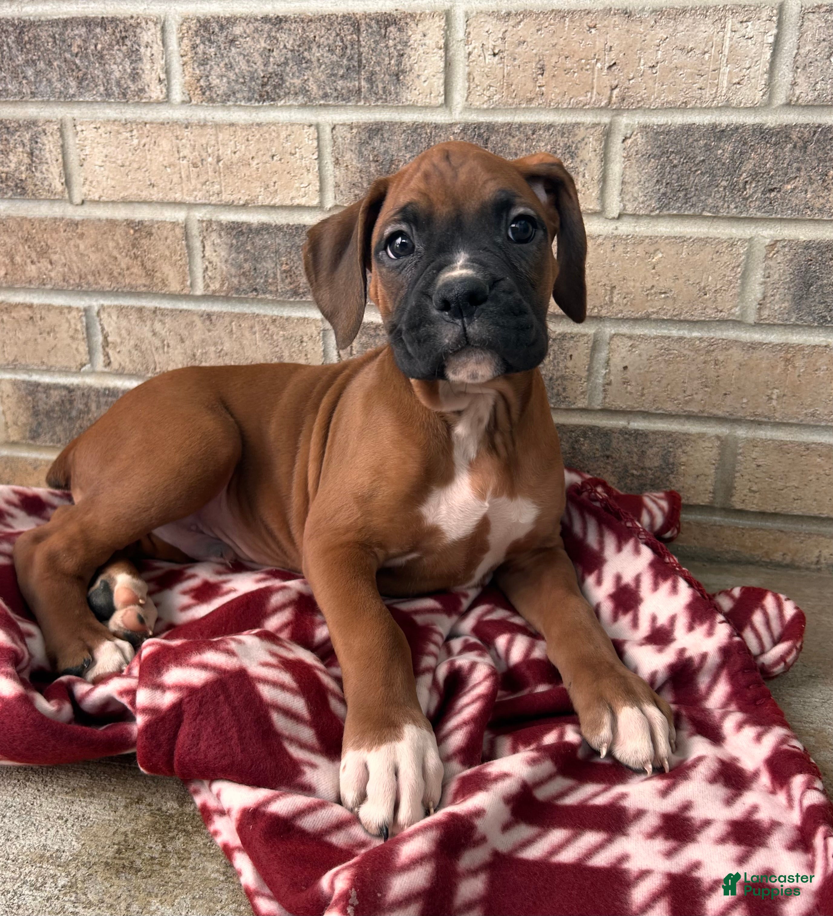 Boxer dogs Skylar - Ad 28