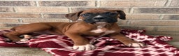 Boxer dogs for sale: Skylar - Ad 1