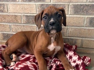 Boxer dogs Skylar - Ad 36