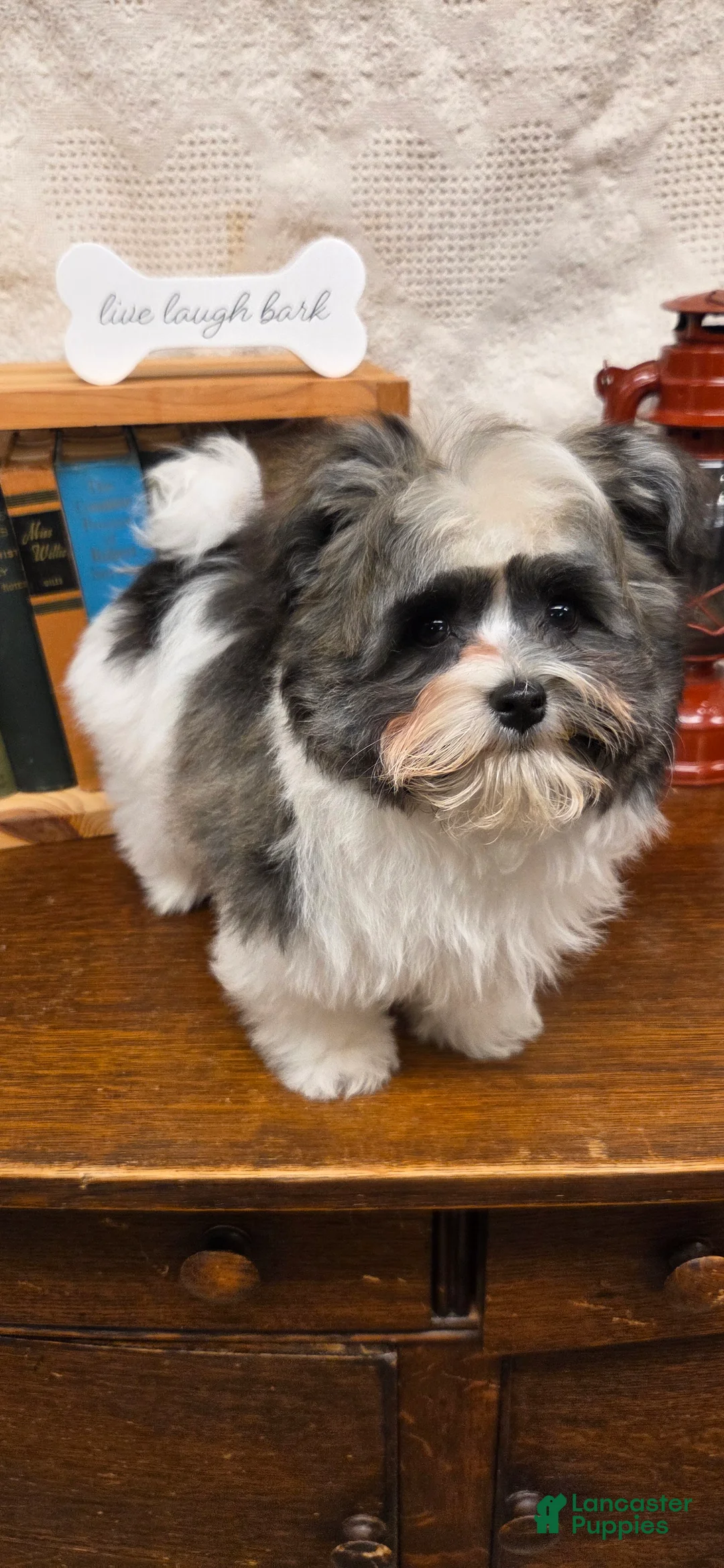 Havanese dogs for sale: Tin Tin - Ad 6