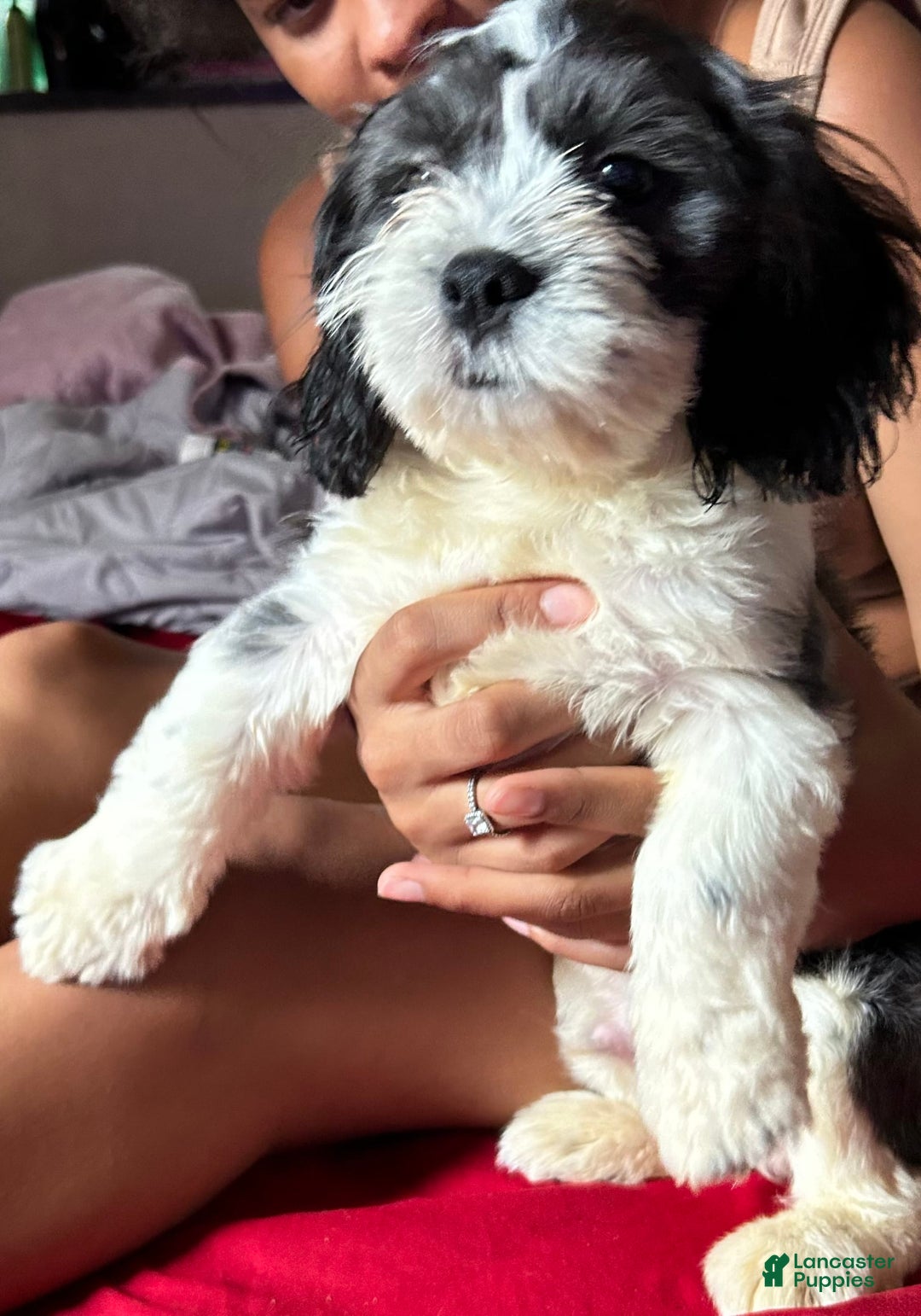 Gallery Image {{count}}